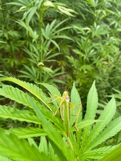 Grasshopper on hemp