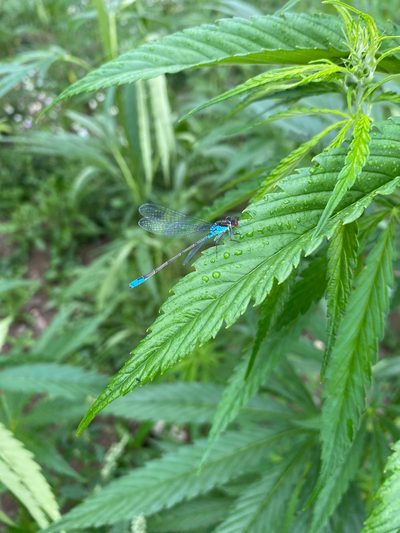 Dragonfly on hemp