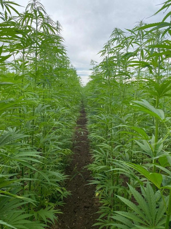 Hemp field BAFA Neu