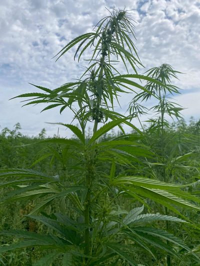 Hemp plant in bloom
